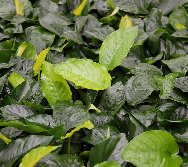 Dennerle Plants Anubias barteri i Kruka - 4