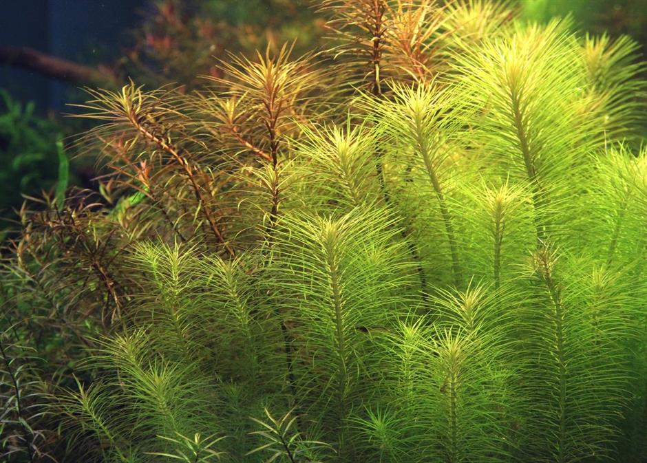 Dennerle Plants Pogostemon deccanensis i Kruka - 3