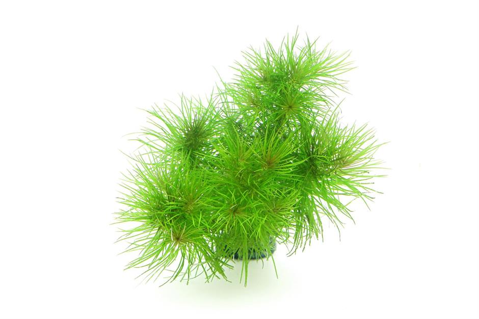 Dennerle Plants Pogostemon deccanensis i Kruka - 2