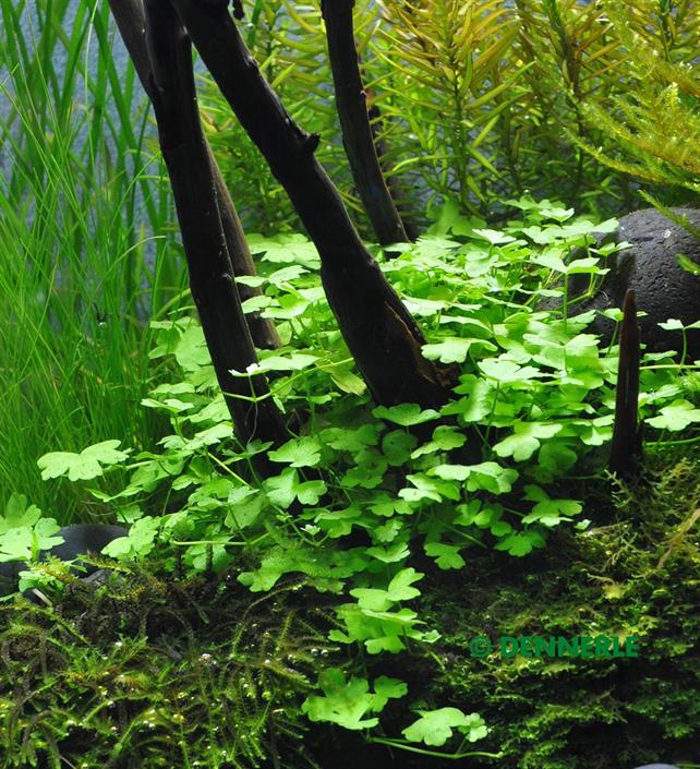 Dennerle Plants Hydrocotyle cf. Tripartita i Kruka - 3