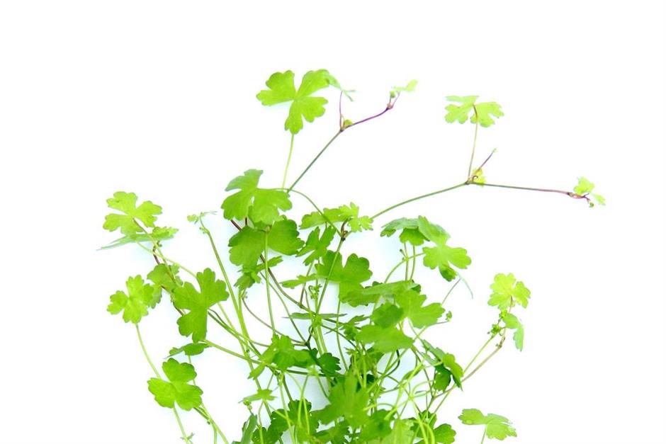Dennerle Plants Hydrocotyle cf. Tripartita i Kruka - 2