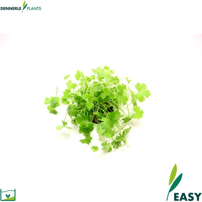 Dennerle Plants Hydrocotyle cf. Tripartita i Kruka