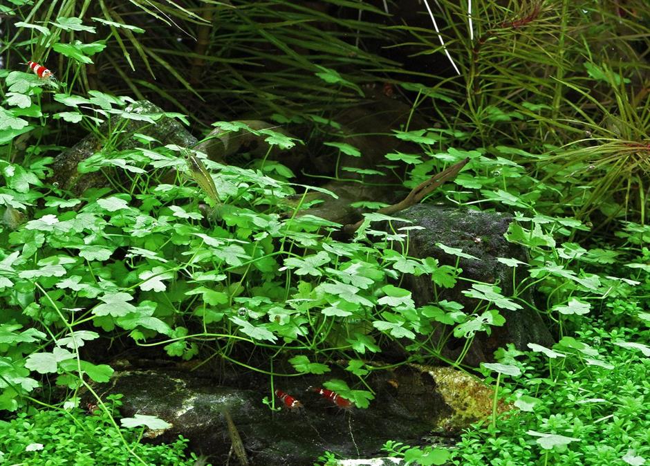 Dennerle Plants Hydrocotyle cf. Tripartita i Kruka - 4