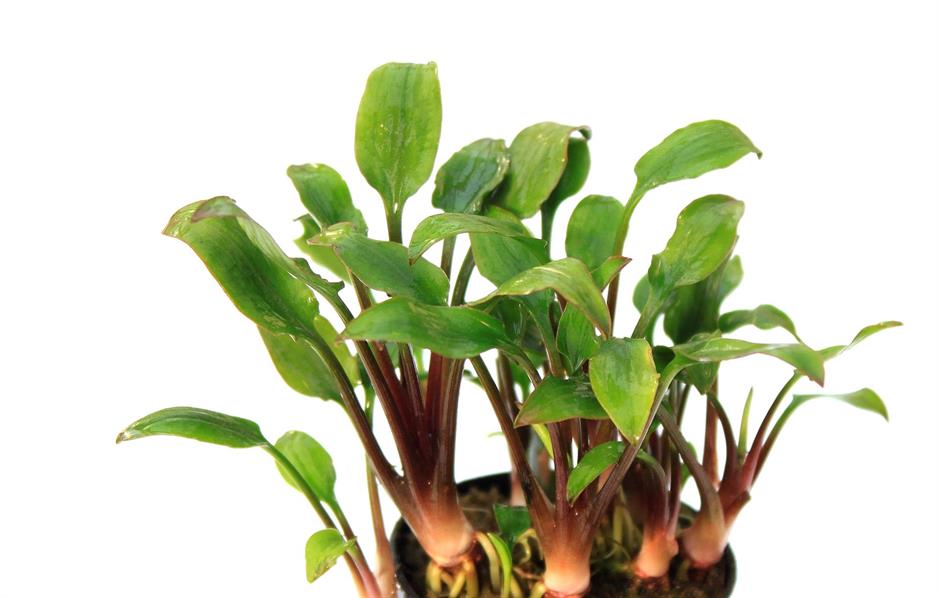 Dennerle Plants Cryptocoryne lutea "Hobbit" i Kruka - 2