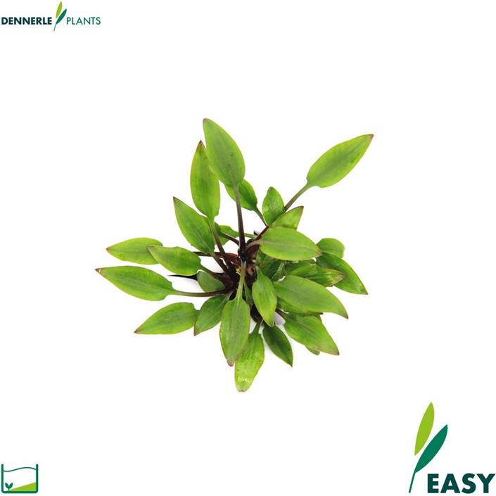 Dennerle Plants Cryptocoryne lutea "Hobbit" i Kruka