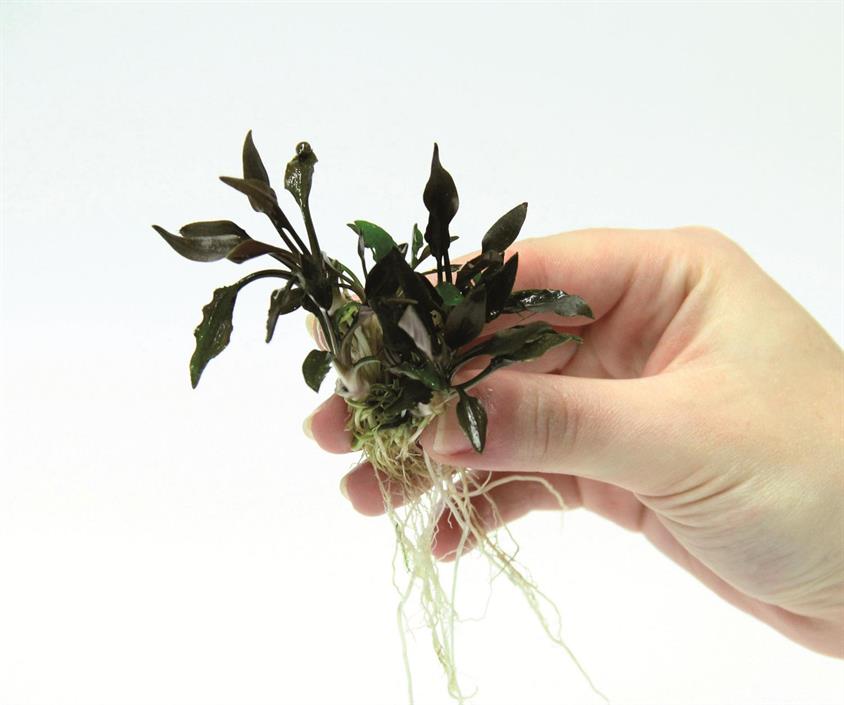 Dennerle Plants Cryptocoryne lutea "Hobbit" i Kruka - 3