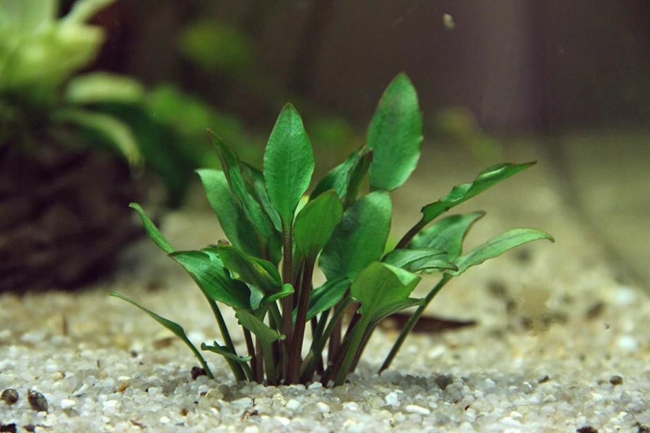 Dennerle Plants Cryptocoryne lutea "Hobbit" i Kruka - 4