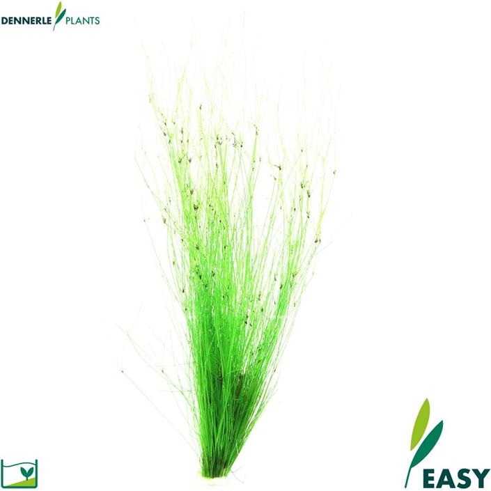 Dennerle Plants Eleocharis vivipara i Kruka