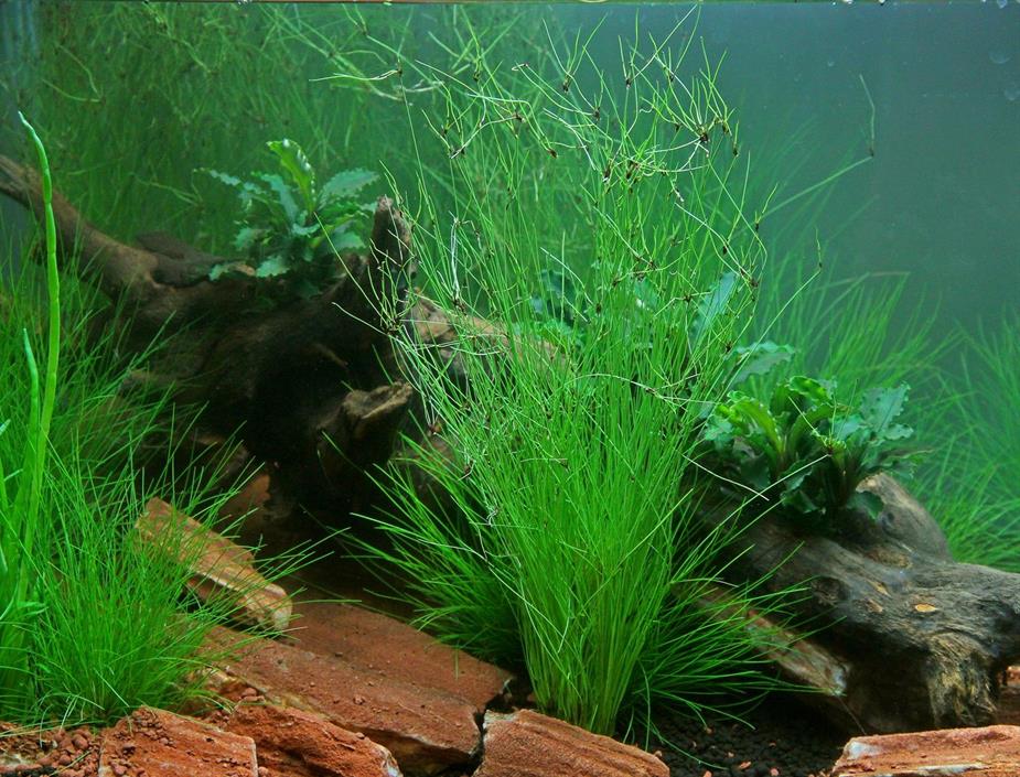 Dennerle Plants Eleocharis vivipara i Kruka - 2