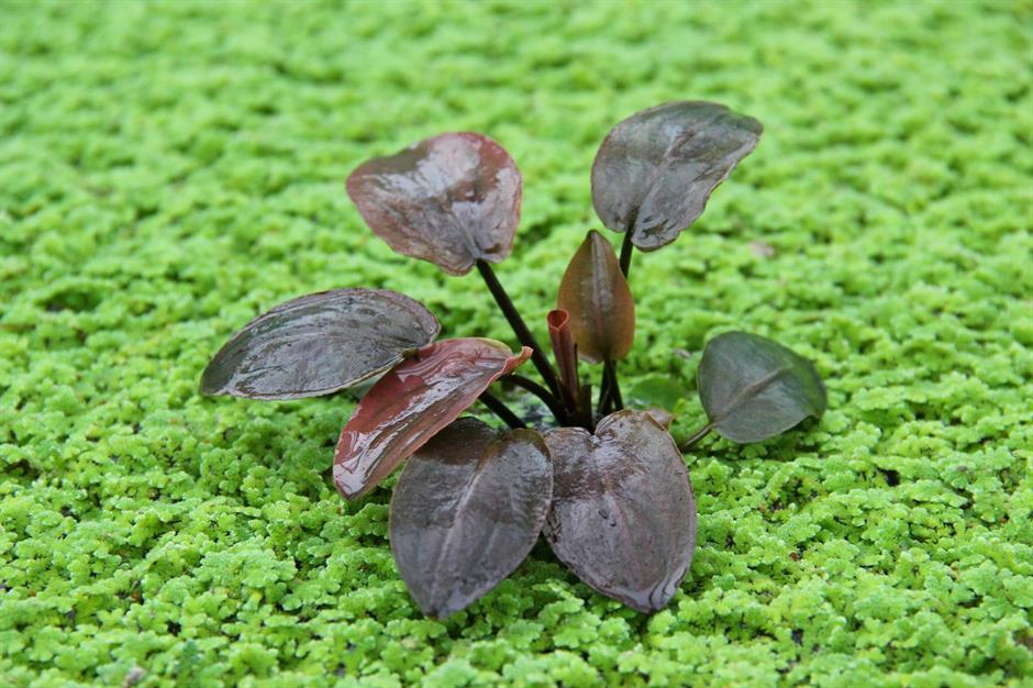 Dennerle Plants Lagenandra meeboldii "Red" i Kruka - 2