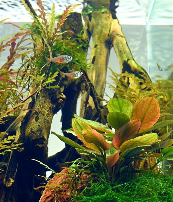 Dennerle Plants Lagenandra meeboldii "Red" i Kruka - 3