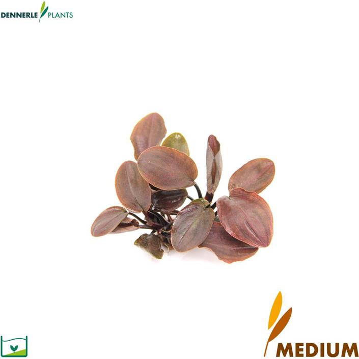 Dennerle Plants Lagenandra meeboldii "Red" i Kruka