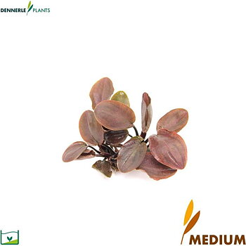 Dennerle Plants Lagenandra meeboldii "Red" i Kruka