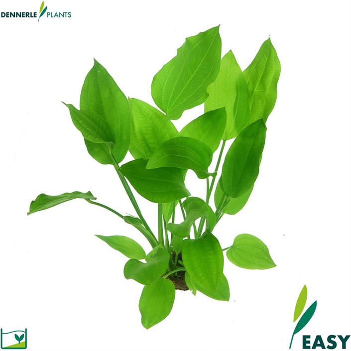 Dennerle Plants Echinodorus argentinensis i Kruka
