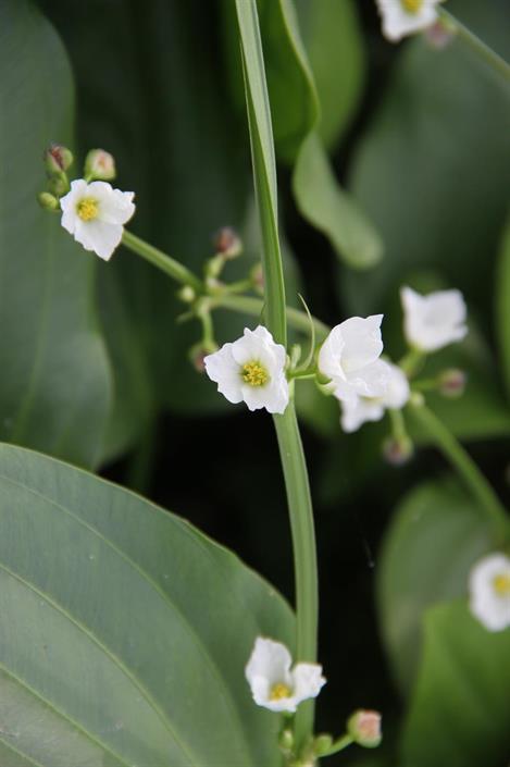 Dennerle Plants Echinodorus argentinensis i Kruka - 3
