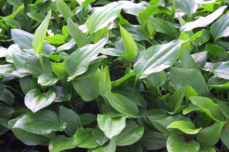 Dennerle Plants Echinodorus argentinensis i Kruka - 2