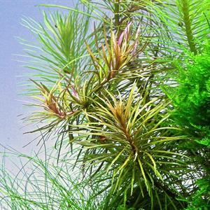 Dennerle Plants Pogostemon stellatus sp i Kruka - 5