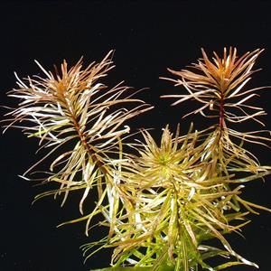 Dennerle Plants Pogostemon stellatus sp i Kruka - 4