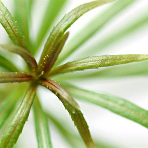 Dennerle Plants Pogostemon stellatus sp i Kruka - 3