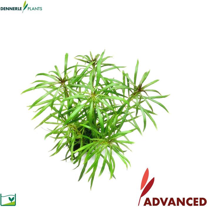 Dennerle Plants Pogostemon stellatus sp i Kruka