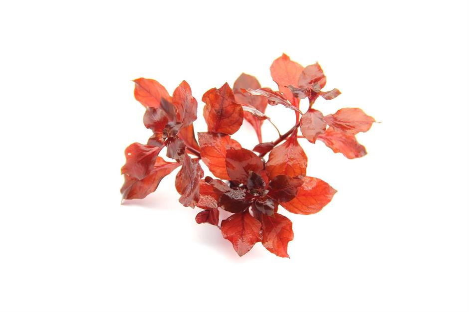 Dennerle Plants Ludwigia spec. "Super Red" i Kruka - 2