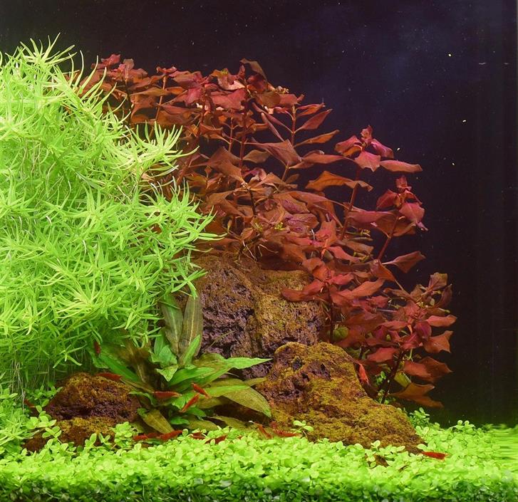 Dennerle Plants Ludwigia spec. "Super Red" i Kruka - 3
