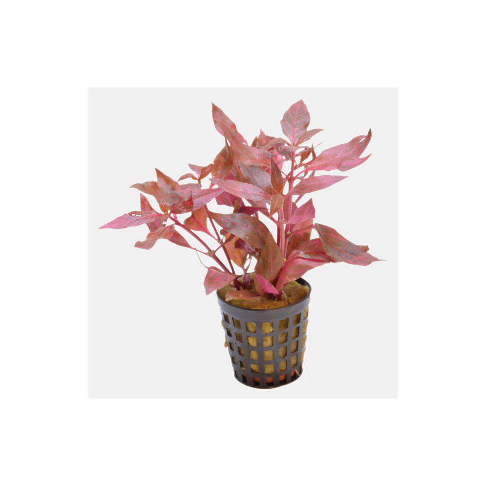 AquaFleur Alternanthera Cardinalis Variegata i kruka