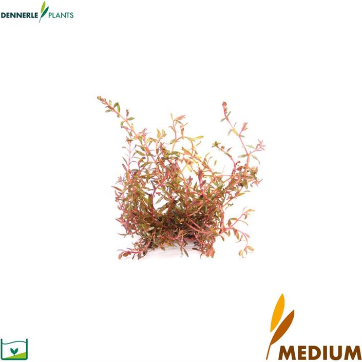 Dennerle Plants Rotala rotundifolia sp. "H´Ra" i Kruka