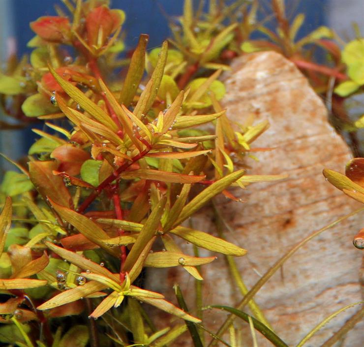 Dennerle Plants Rotala rotundifolia sp. "H´Ra" i Kruka - 2