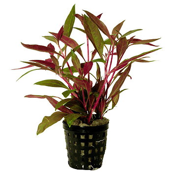 AquaFleur Altenanthera Reineckii i kruka