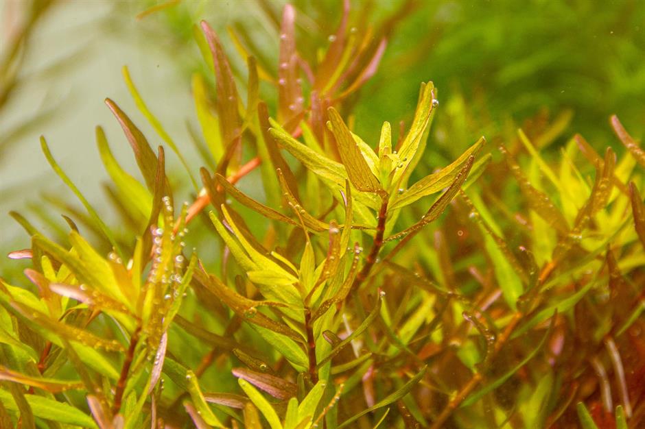 Dennerle Plants Rotala rotundifolia "Laos" i Kruka - 2