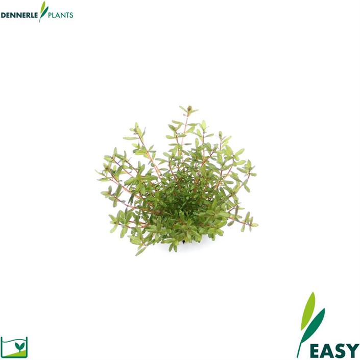 Dennerle Plants Rotala rotundifolia "Laos" i Kruka