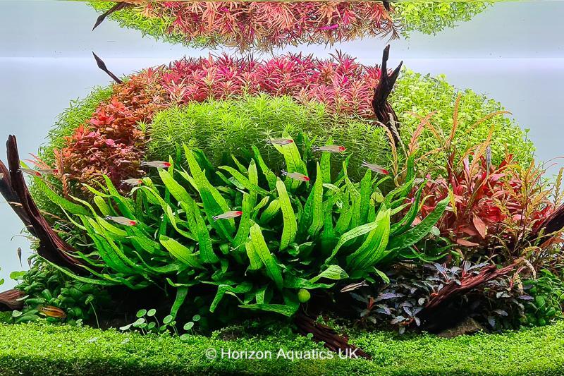 Dennerle Plants Limnophila hippuridoides i Kruka - 5