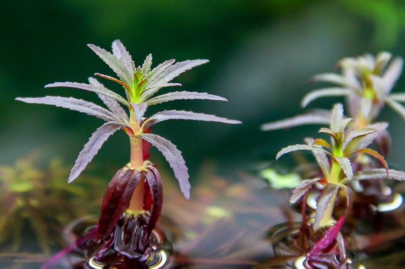 Dennerle Plants Limnophila hippuridoides i Kruka - 3