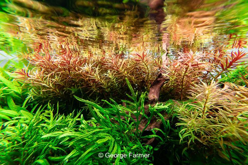 Dennerle Plants Limnophila hippuridoides i Kruka - 4