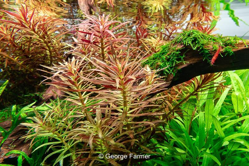 Dennerle Plants Limnophila hippuridoides i Kruka - 2