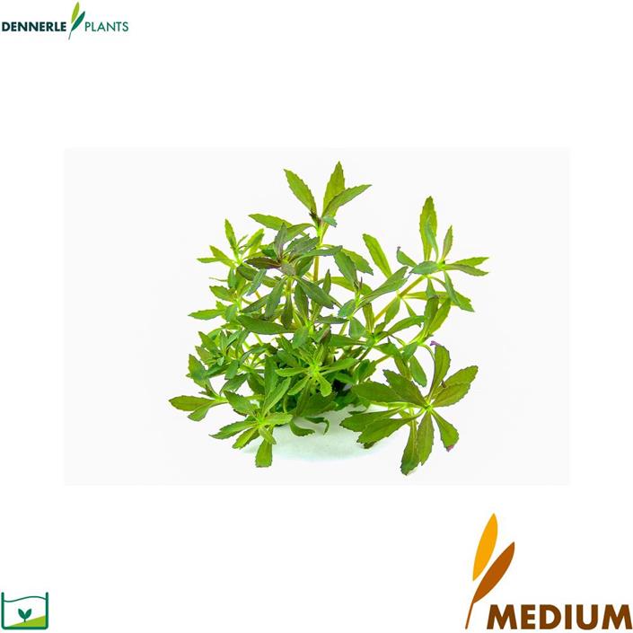 Dennerle Plants Limnophila hippuridoides i Kruka