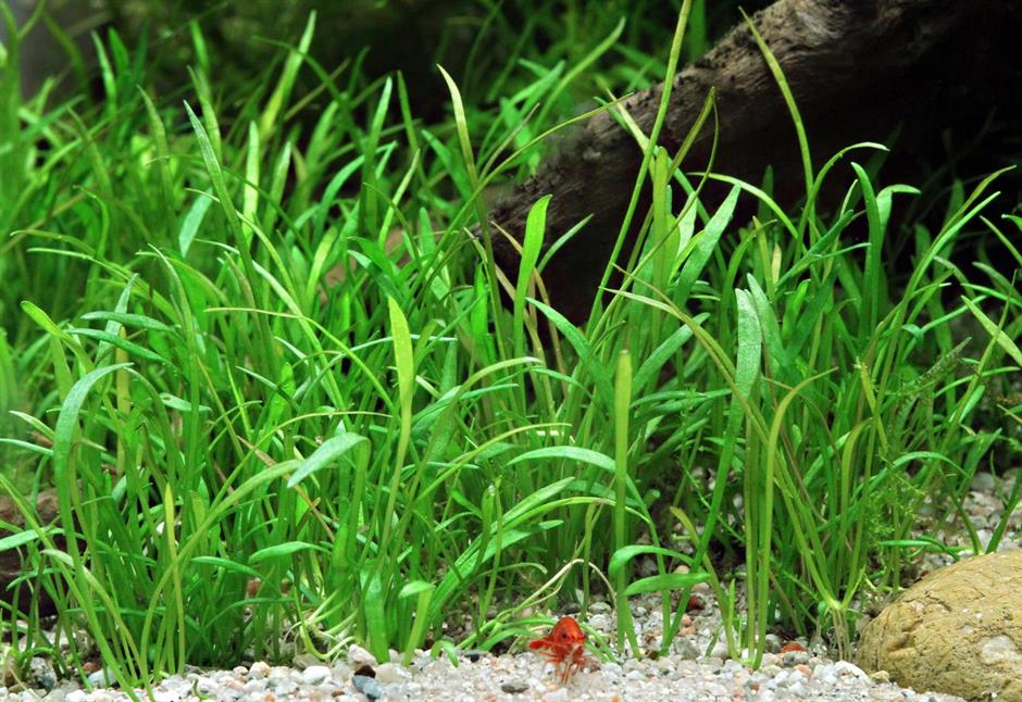 Dennerle Plants Lilaeopsis brasiliensis i Kruka - 3