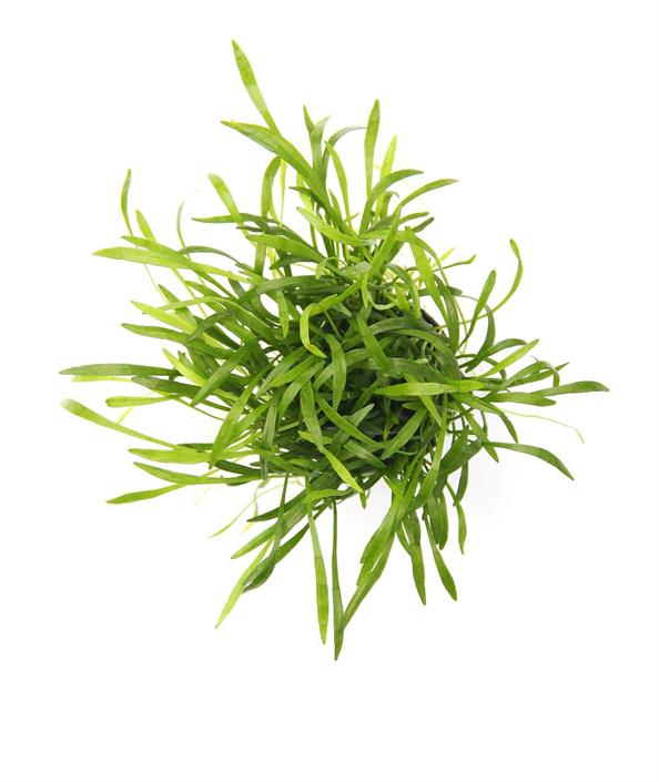 Dennerle Plants Lilaeopsis brasiliensis i Kruka - 2