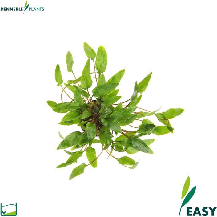 Dennerle Plants Cryptocoryne wendtii "Green" i Kruka