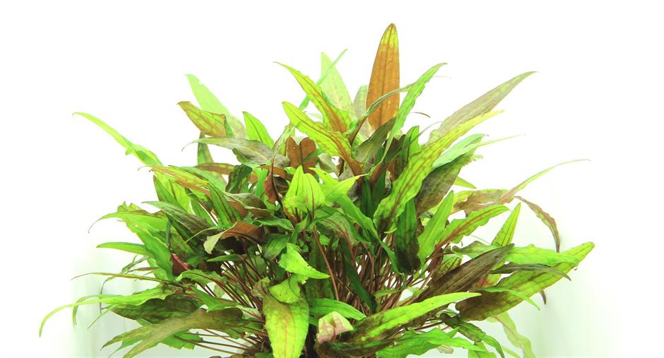 Dennerle Plants Cryptocoryne wendtii "Green" i Kruka - 2