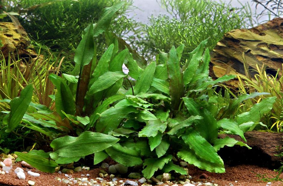 Dennerle Plants Cryptocoryne wendtii "Green" i Kruka - 4