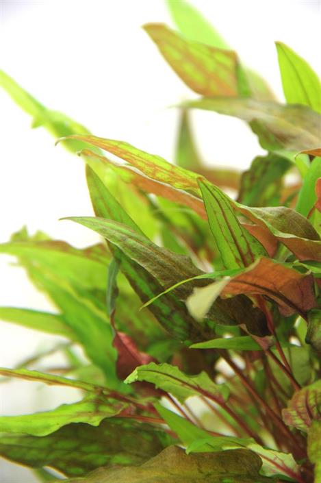 Dennerle Plants Cryptocoryne wendtii "Green" i Kruka - 3