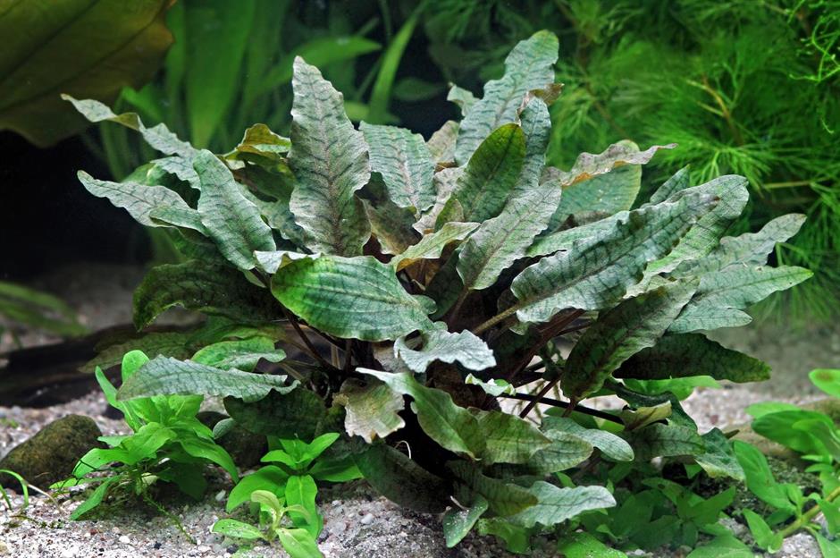 Dennerle Plants Cryptocoryne wendtii "Brown" i Kruka - 3