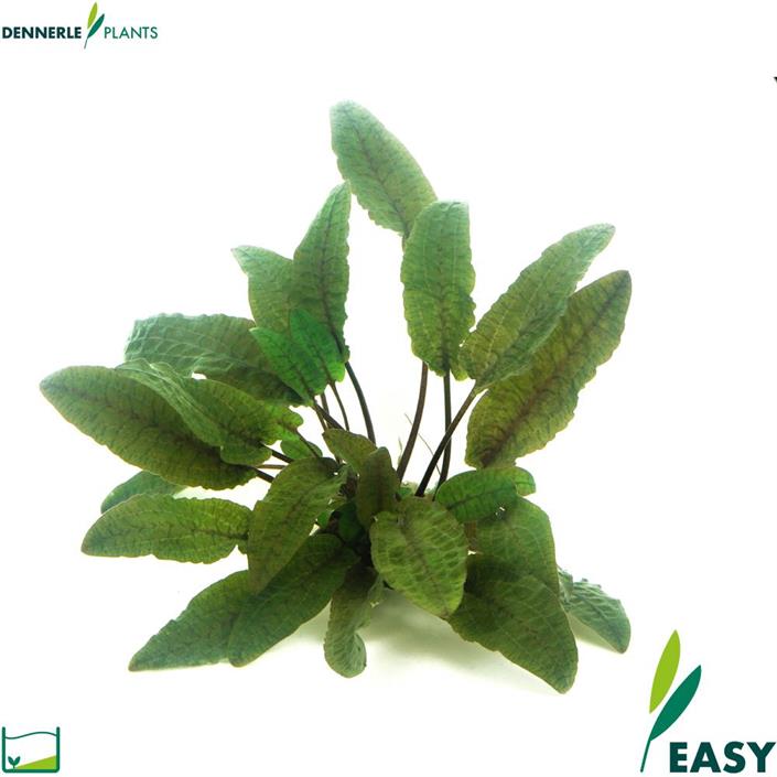 Dennerle Plants Cryptocoryne wendtii "Brown" i Kruka