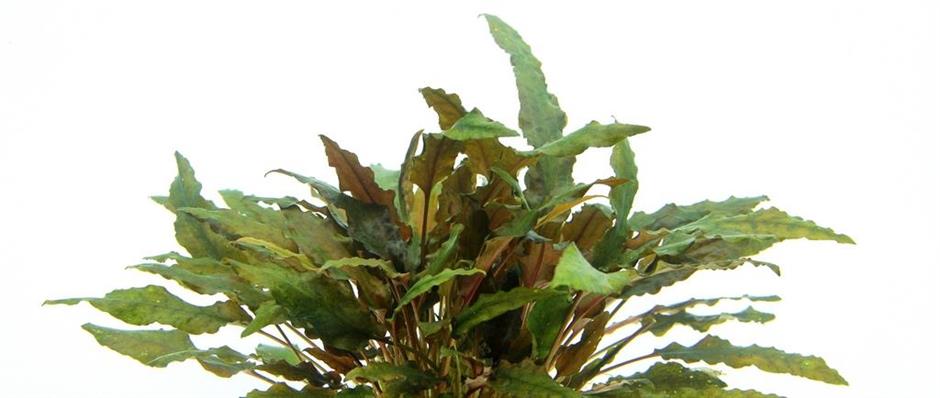 Dennerle Plants Cryptocoryne wendtii "Brown" i Kruka - 2