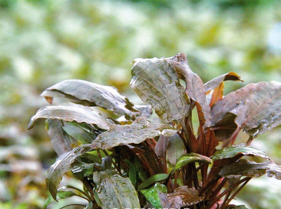 Dennerle Plants Cryptocoryne beckettii i Kruka - 4