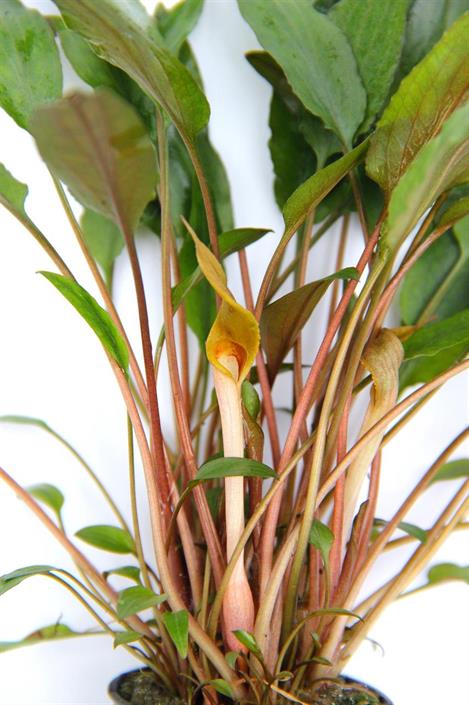 Dennerle Plants Cryptocoryne beckettii i Kruka - 3