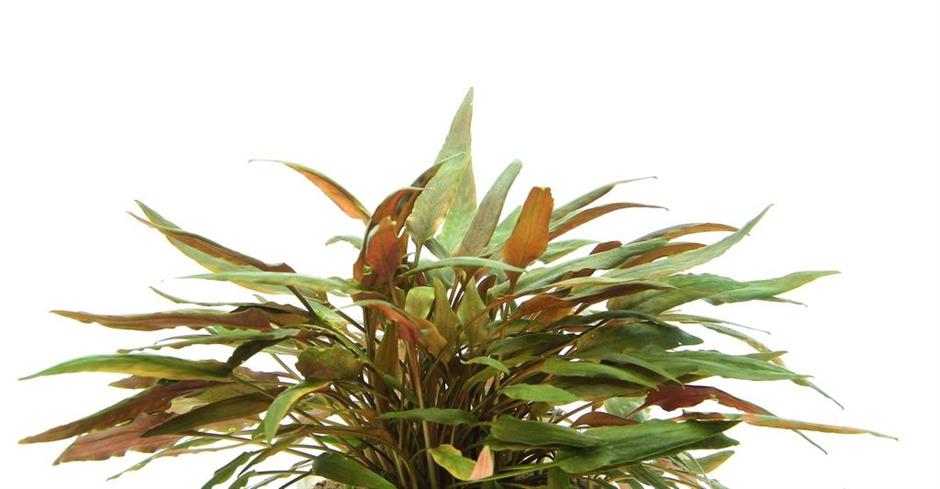 Dennerle Plants Cryptocoryne beckettii i Kruka - 2
