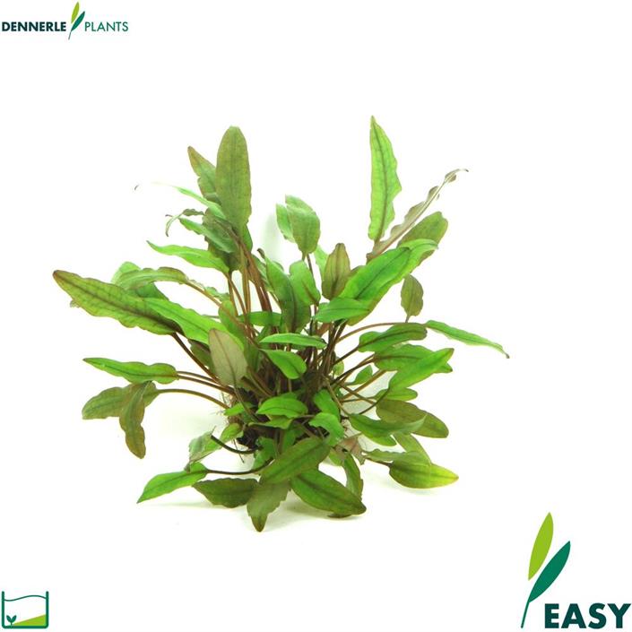 Dennerle Plants Cryptocoryne beckettii i Kruka